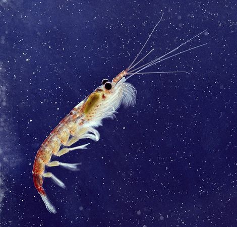 antarctic krill