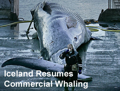 An endangered Fin Whale, Iceland.