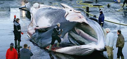 An endangered Fin Whale, Iceland.