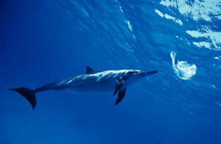 an ocean inhabitant inspects some floating trash