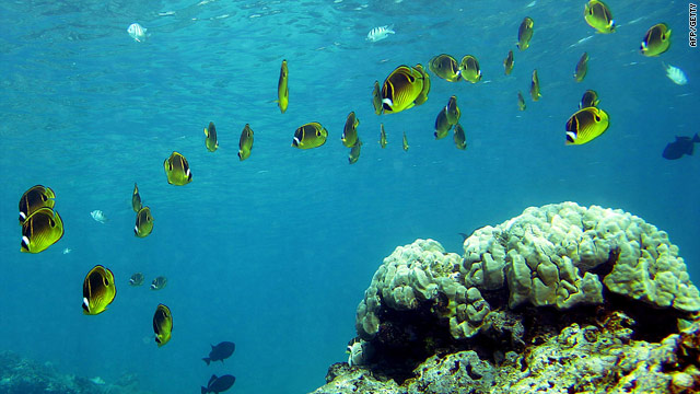 A coral reef in Honolulu, Hawaii -- we face losing entire marine ecosystems, such as coral reefs, within a single generation. [link below]